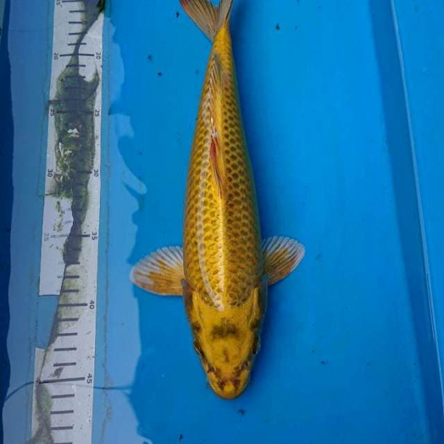 MUKASHI 33 cm
