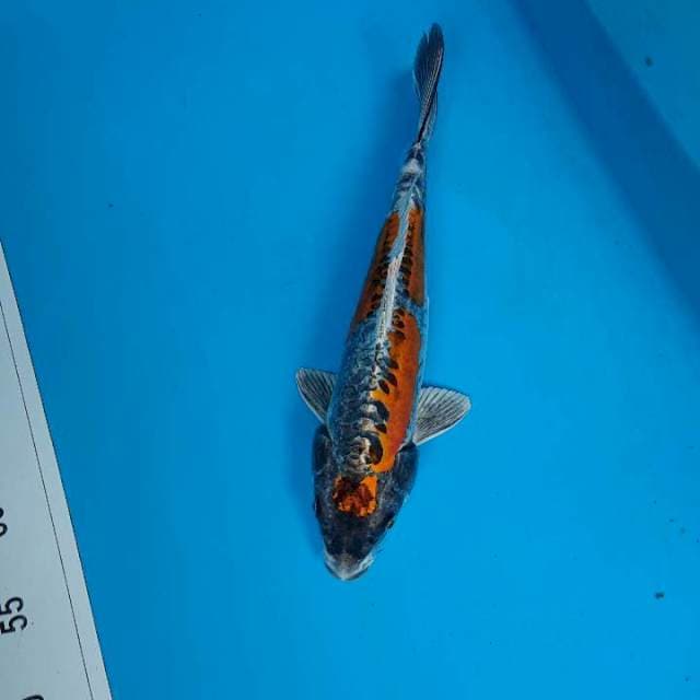 ANTIKAN 33 cm