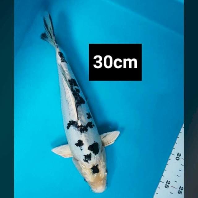 Bekko doit hikari jos 30cm