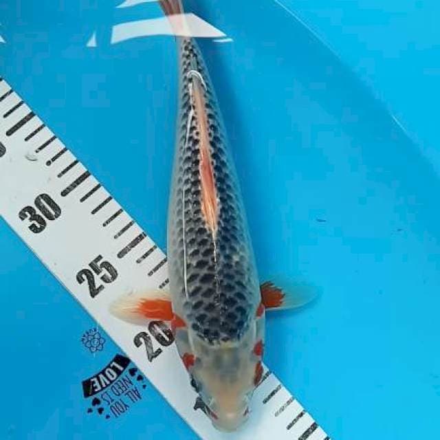 Asagi 28cm