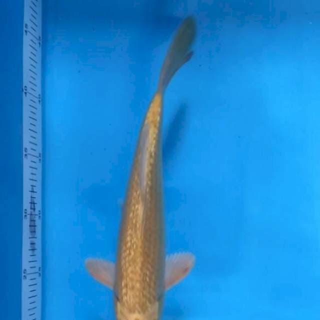Male full ginrin 26 cm