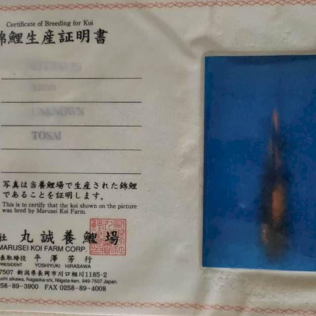 Ki utsuri