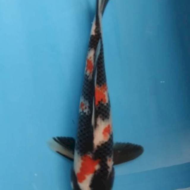 Kindai showa male 27
