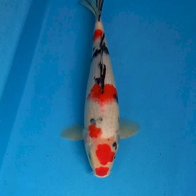 Sanke 33 cm