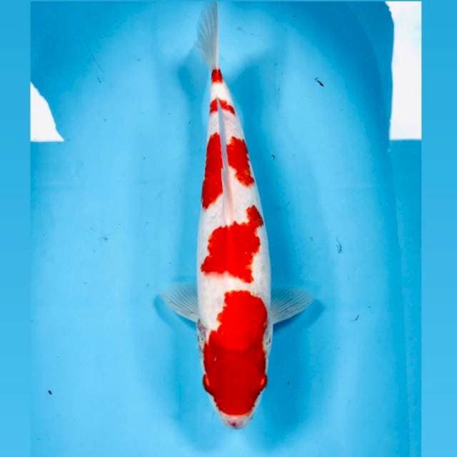 Kohaku, 36 cm
