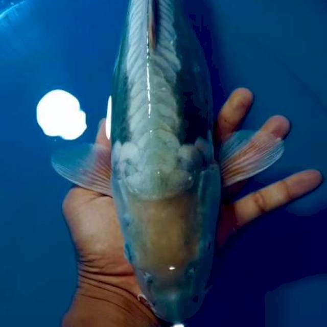 Aragoke RAPI SARAGOI 40cm