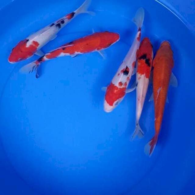 Mix koi 23-24-25 cm
