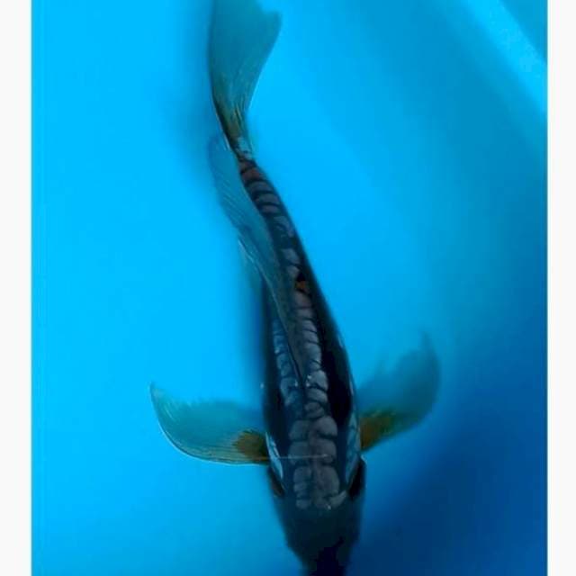 Kumpay aragoke antix
