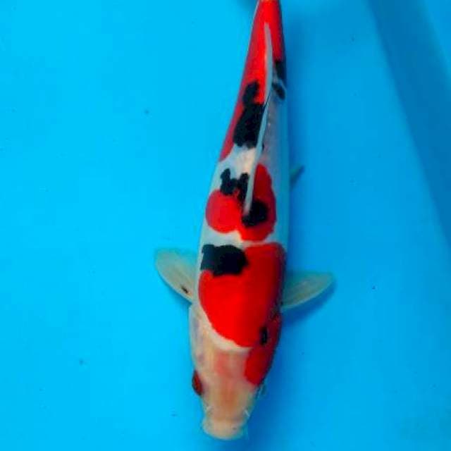 sanke doitsu 21 cm