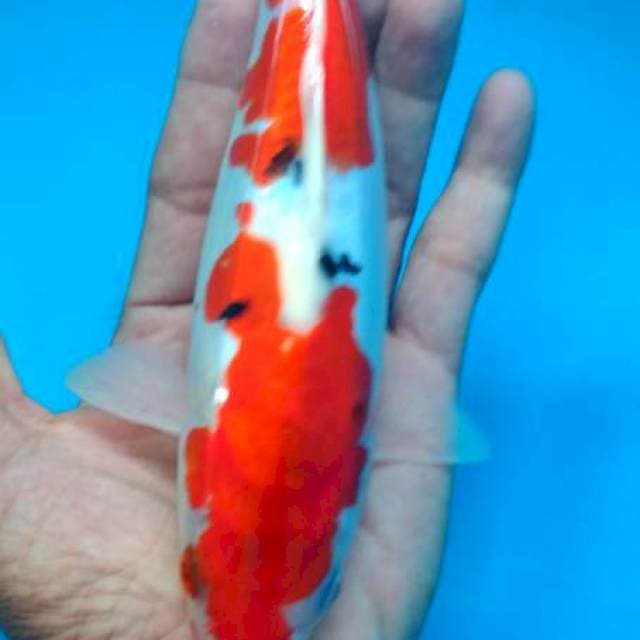 sanke 22 cm