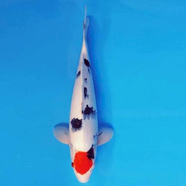 MAGURO 10 - TANCHO SANKE ®