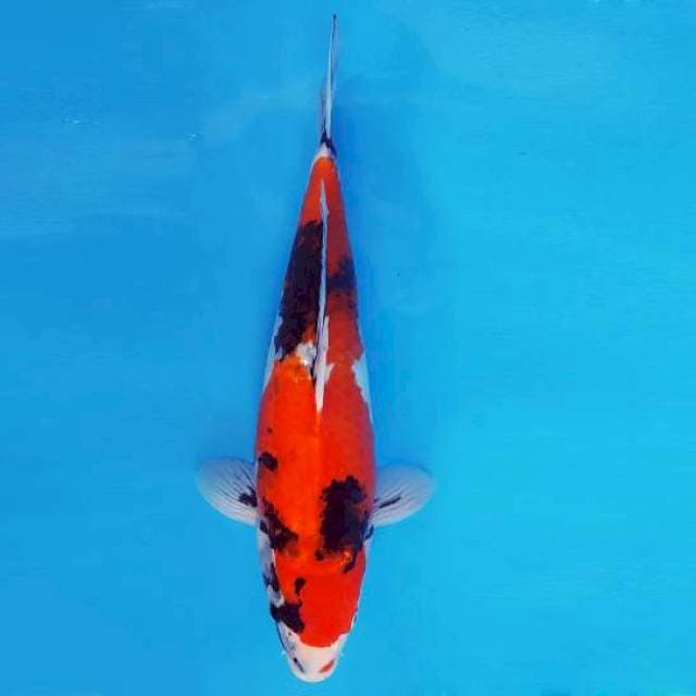 MAGURO 11 - SHOWA EVO ®