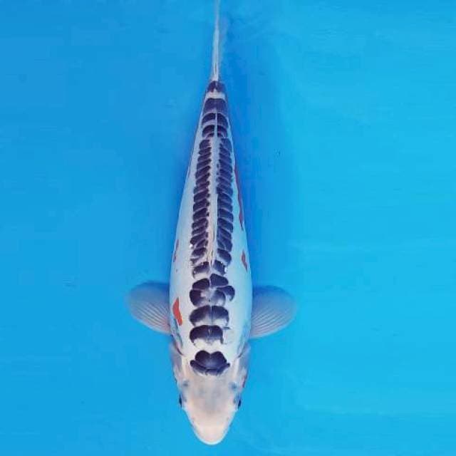 MAGURO 17 - SHUSUI ®