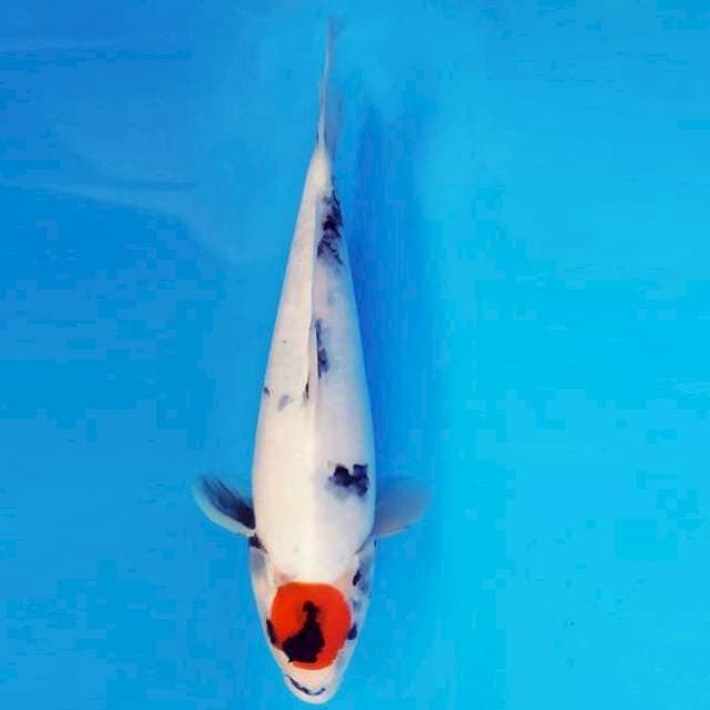 MAGURO 18 - TANCHO SHOWA EVO ®