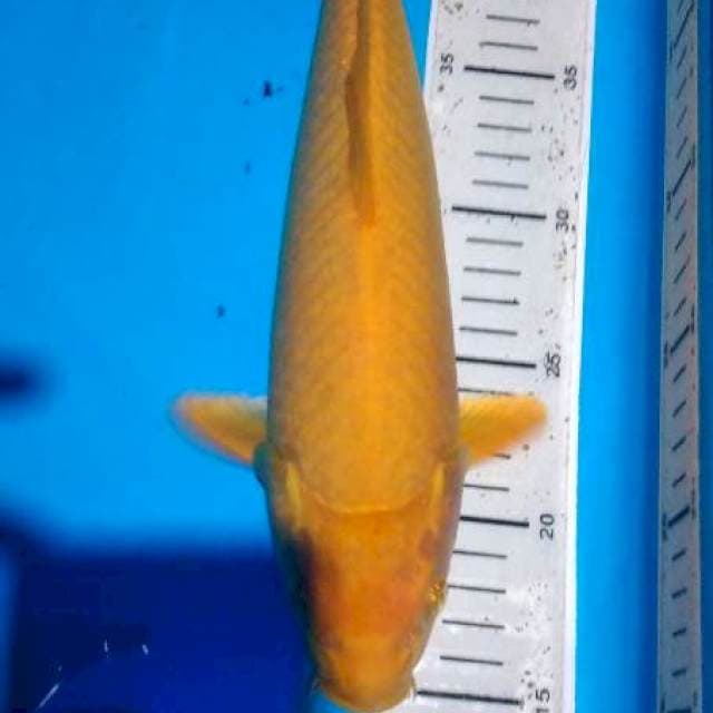 karashi male 30 cm