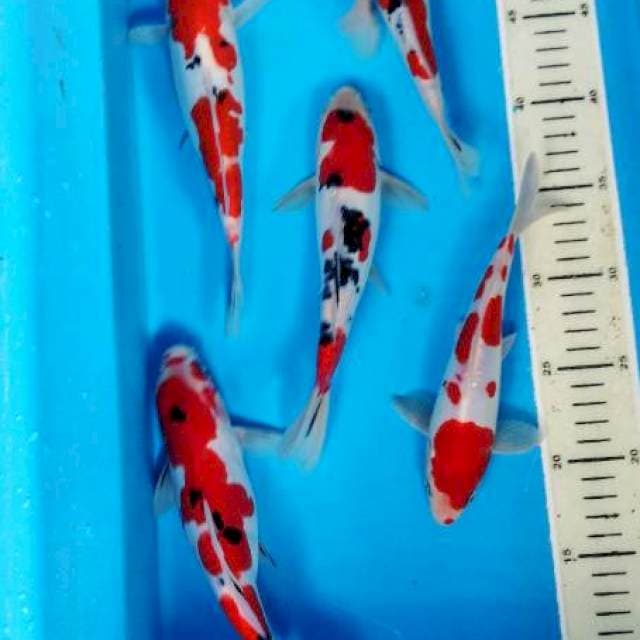 sanke doitsu 6 ekor 20-23 cm