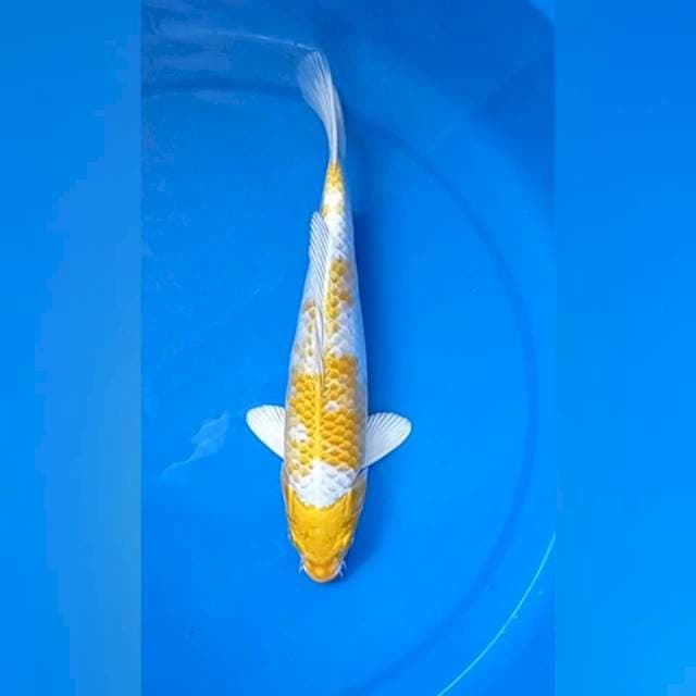 Hariwake