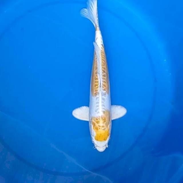 Hariwake Doitsu 30Cm
