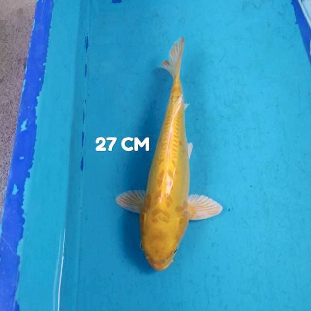 Doit 27 cm