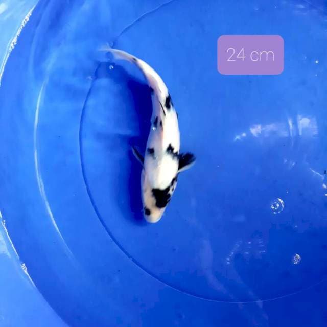 Shiro 24 cm