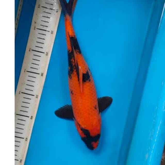 Utsuri 37cm
