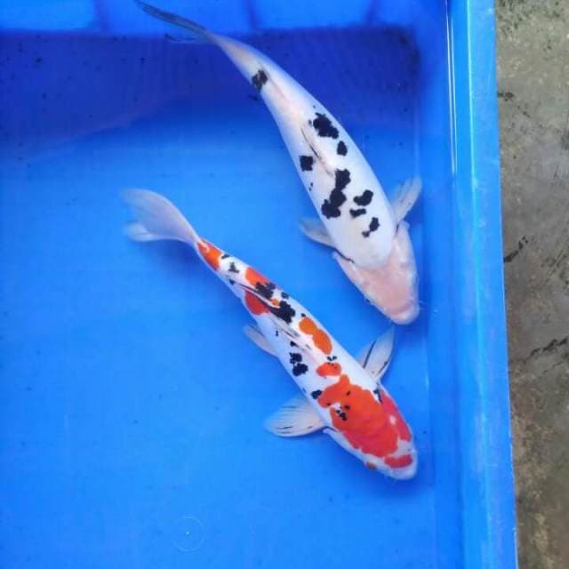 Mix sanke beko 30cm