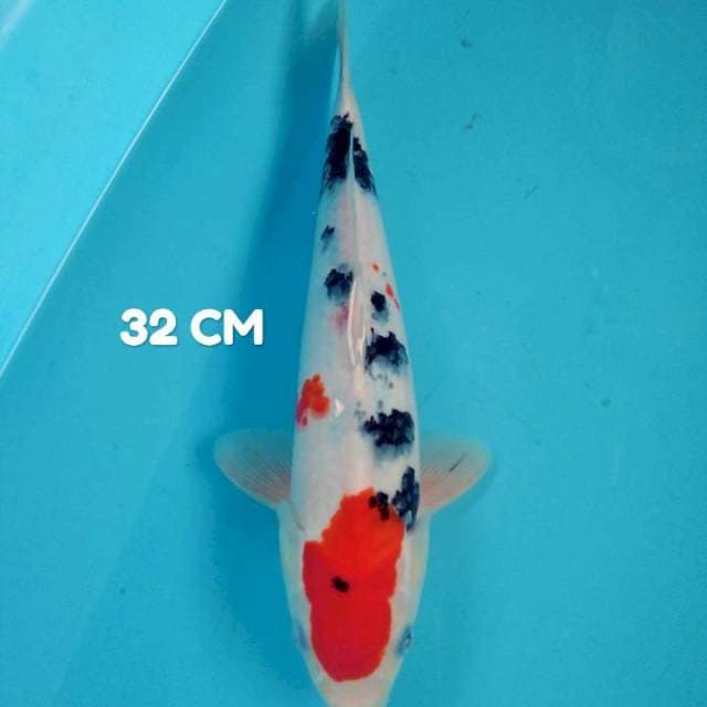 Showa 32 cm