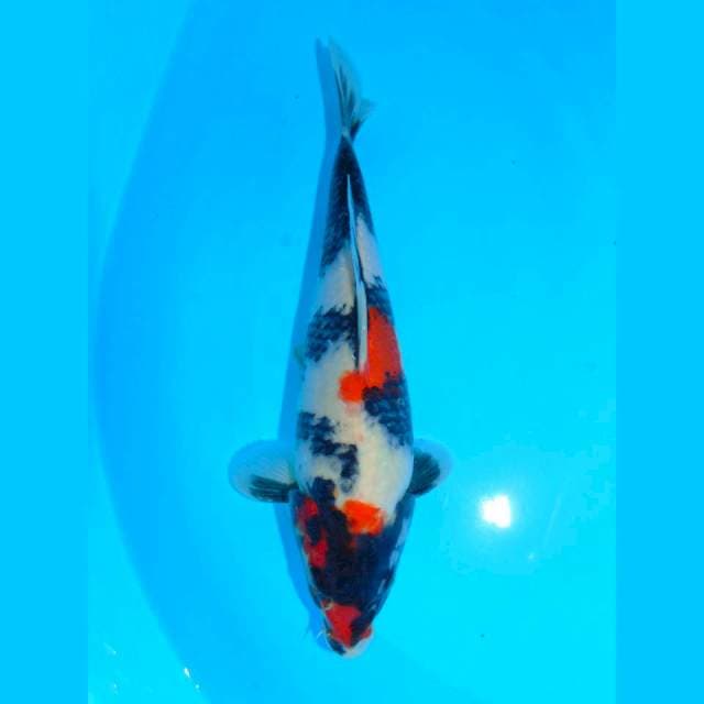 Kindai Showa Super bulky 27cm
