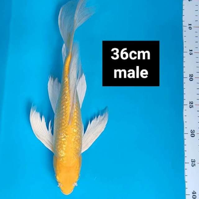 Kumpay karashi ginrin strong 36cm male