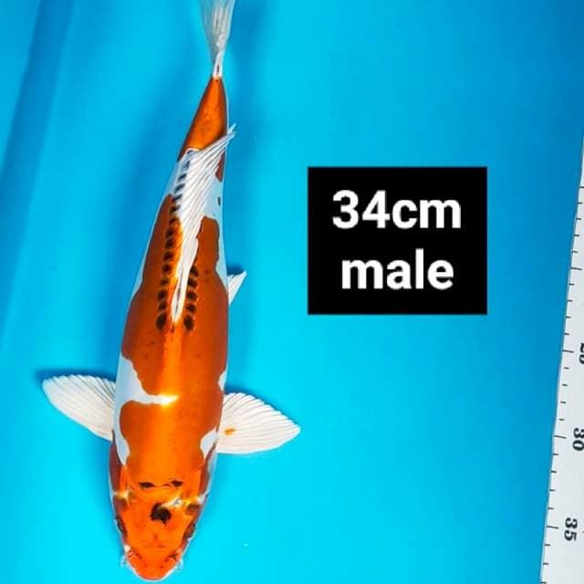 Kujaku doit bulky 34cm male
