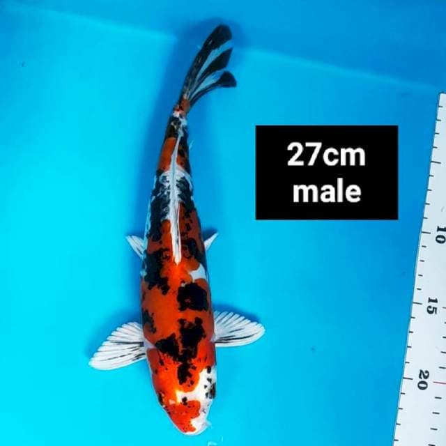 Heisei nishiki SQ 27cm male