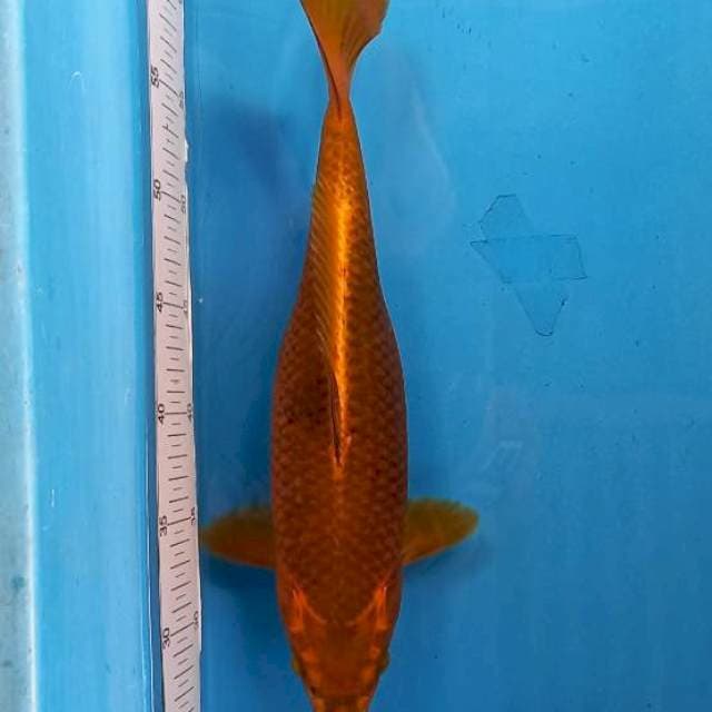 Polosan uciba 35cm