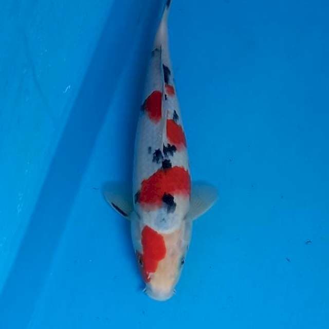 Sanke 28cm