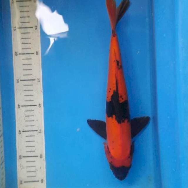 Utsuri doits 35cm