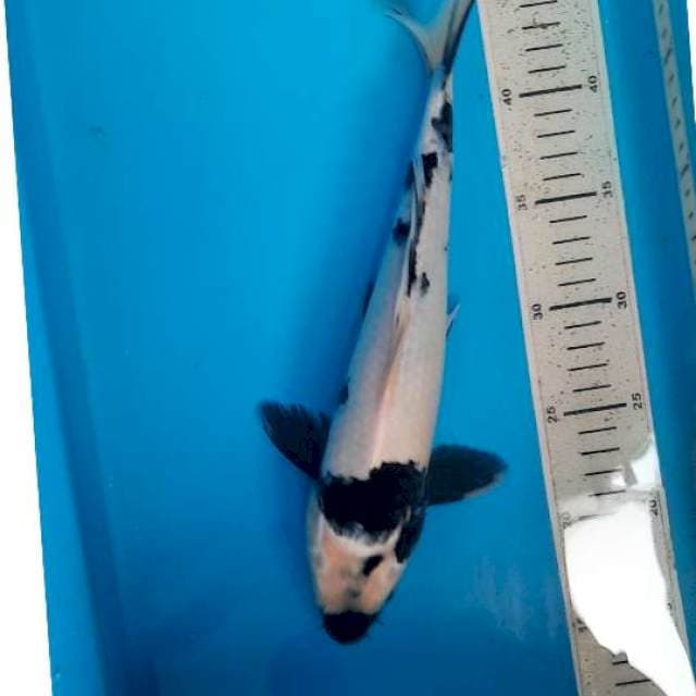 Shiro 32cm