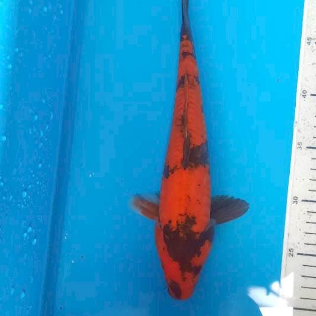 Utsuri doits 31cm