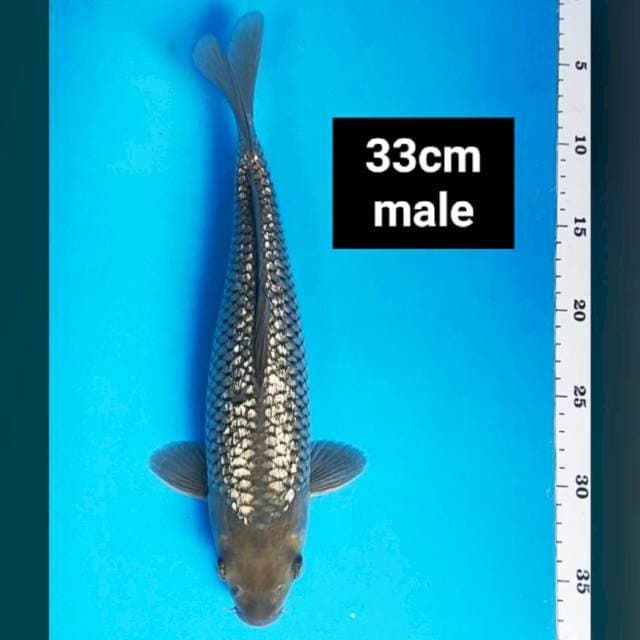 Soragoi ginrin 33cm male
