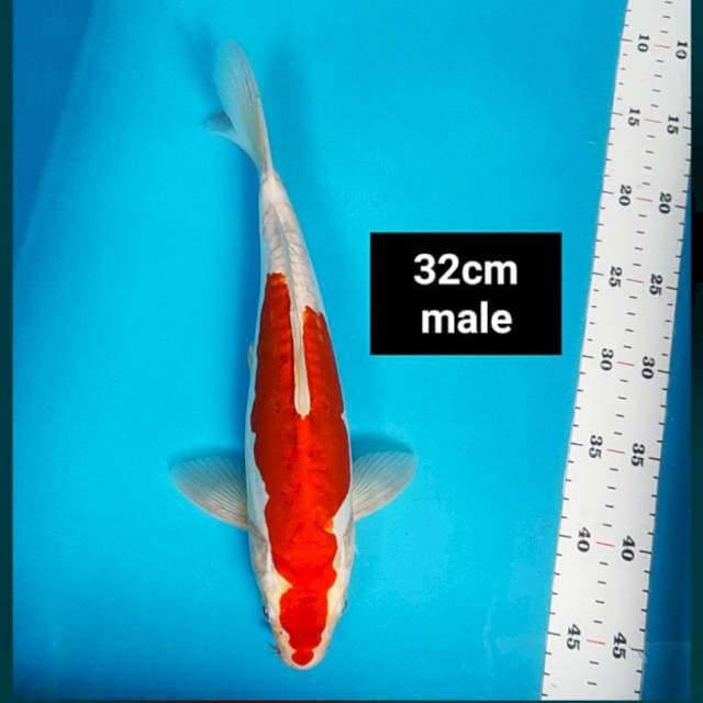 Kikushui strong 32cm male