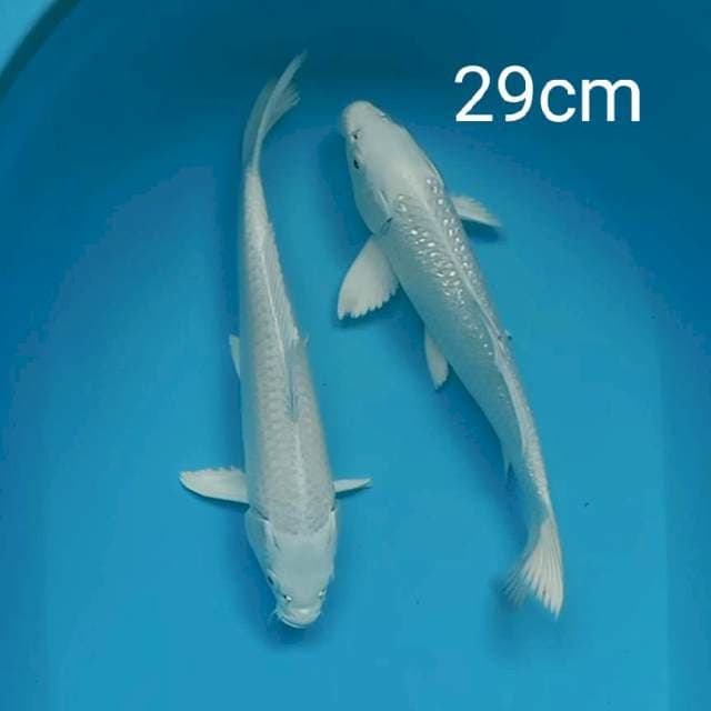 Platinum Ginrin & non ginrin 29cm