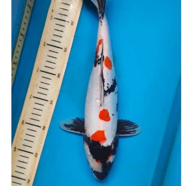 Kindai doits 37cm