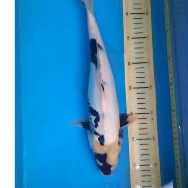 Shiro doit 38cm