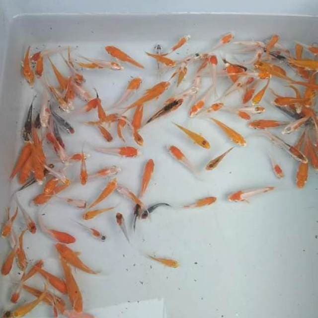 Bibit Benikikoryu 150 ekor