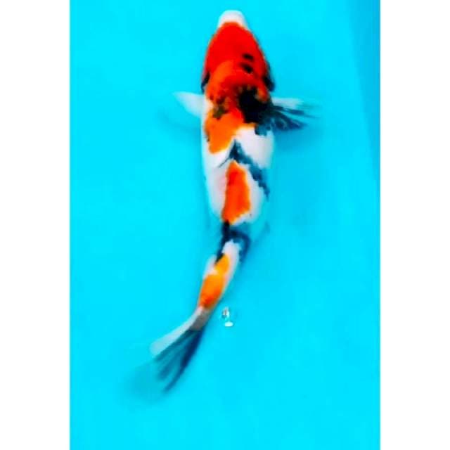 26# showa(kriteria induk) 33cm