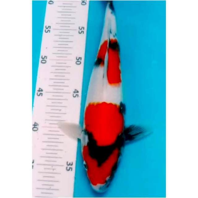 26#showa 31cm