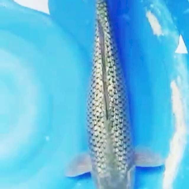 F1 SORAGOI GINRIN 44CM