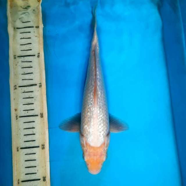 G- shiromuji 27cm M