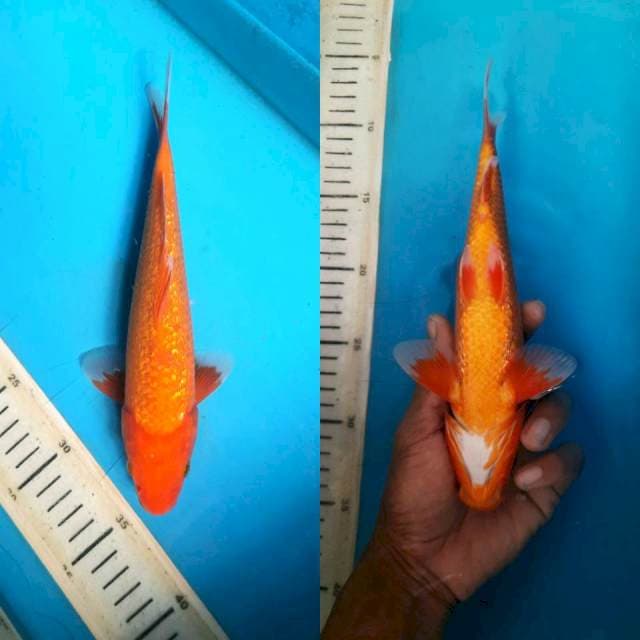 G-3 aka hajiro 24cm M