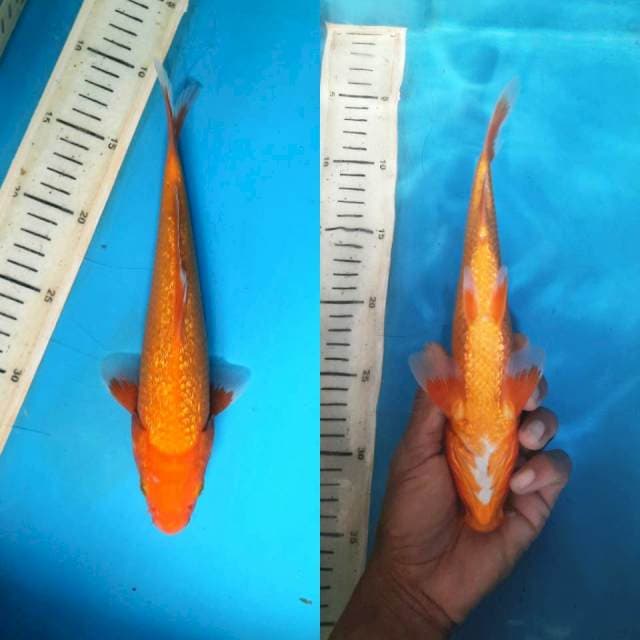 G-4 aka hajiro 26cm M