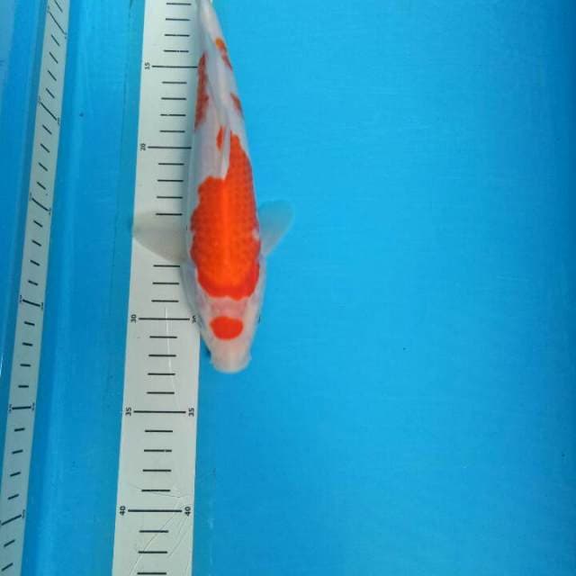 Original 25 cm