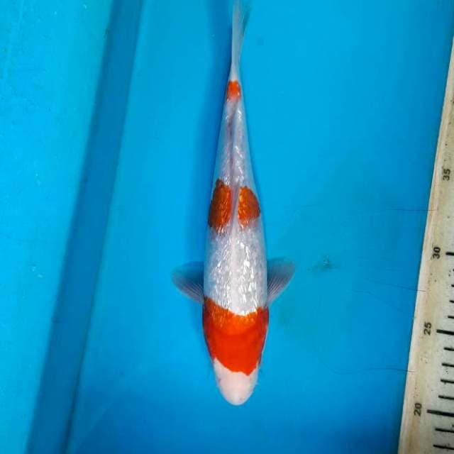 Ginrin kohaku 25cm M